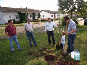 Ein Baum für Scheuern (2)