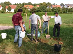 Ein Baum für Scheuern (1)